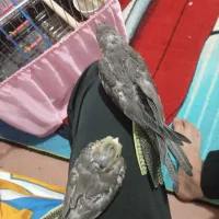 بچه عروس هلندی بچه اند بخاطرهمین کامل پر ندارند