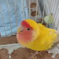 جفت کوتوله هولویی (لاوبرد)