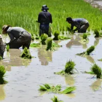 دسته گارگر تولک وتخمکن دارم