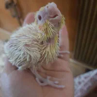 هلندی سرلاکی|پرنده|نجف‌آباد, شهدای غربی|دیوار