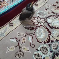 مینا