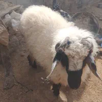 بره نر وطنی