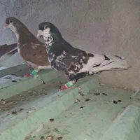 کفتر