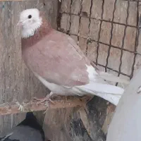 کفتر گرفتنی