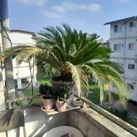 سیکاس ۱۵ ساله پر برگ