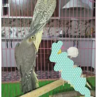 دو عدد عروس هلندی