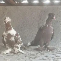 کبوتر کفتر