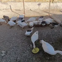 غاز|حیوانات مزرعه|خرم‌آباد, |دیوار