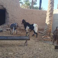 چپش دوبر