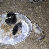مرغ گلین