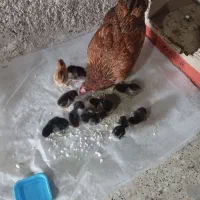 جوجه