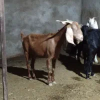 سه تا بز داشتی