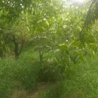 باغ-چهاردیواری-خوانسارک