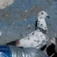 با سلام