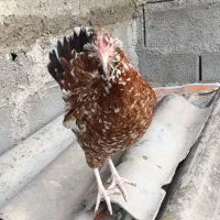 جوجه گلین لری هفت رنگ
