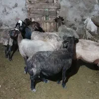 بز و میش داشتی برا یه خونه