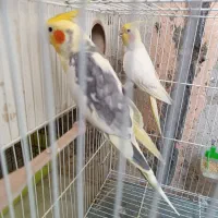 یه جفت عروس هلندی مولد