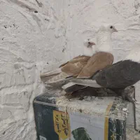 کفتر کربلایی
