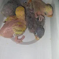 جوجه کتوله