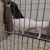 کفتر