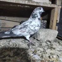 کبوتر پرشی