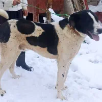 واگذاری توله سرابی 15ماه