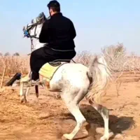 مادیون ابرش