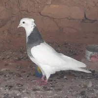 کفتر طوقی و پلاکی