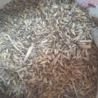 جو یوسف مخصوص کاشت با تناژبالا،