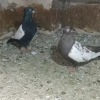 فروش کبوتر