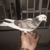 کفتر