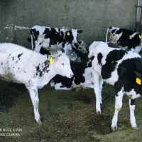 فروش ۶راس گوساله.ماده صنعتی