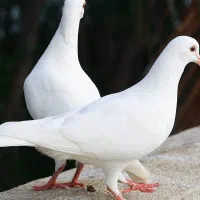 فروش چند جفت کفتر پرشی و گره
