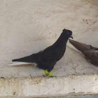 جفت جوجه دم سفید برافروش