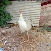 خروس فروشی