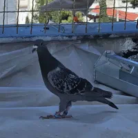 کوهی پلاکی ولو عجل