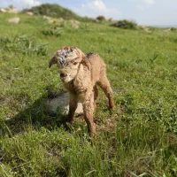 شیر پنیر بز محلی