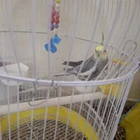 عروس هلندی باقفس