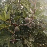 خریدار بر انجیر یا انجیر نر هستم