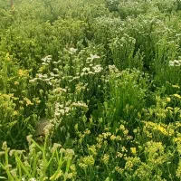 فروش مستقیم از گلخانه گلهای رز عروس  لیسین و...