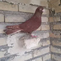 کبوترسرخ