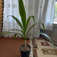 گل اشک ملکه
