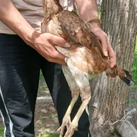 مرغ لاری