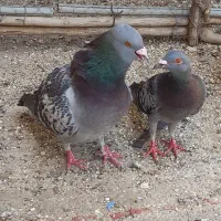 کبوتر پلاکی