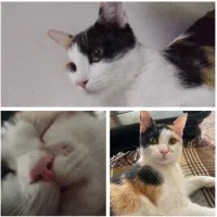 حیوانات گربه