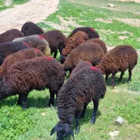 14 راس|حیوانات مزرعه|زنجان, |دیوار