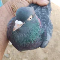 فروش کفتر تعداد ۲۵عدد
