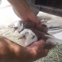کبوتر تهرانی سالم