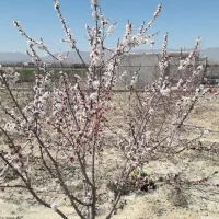 زمین بحراتوبان فراهان فرمهین بعدازسوسن آباد