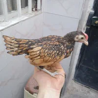 جوجه مرغ خروس مینیاتوری کوشین سبرایت ترئینی